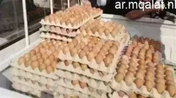 تحديثات الأسعار بالقليوبية.. كم وصل ثمن طبق البيض داخل الأسواق اليوم الجمعة؟